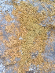 Xanthomendoza mendozae