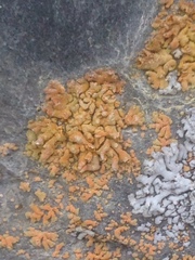 Xanthomendoza mendozae