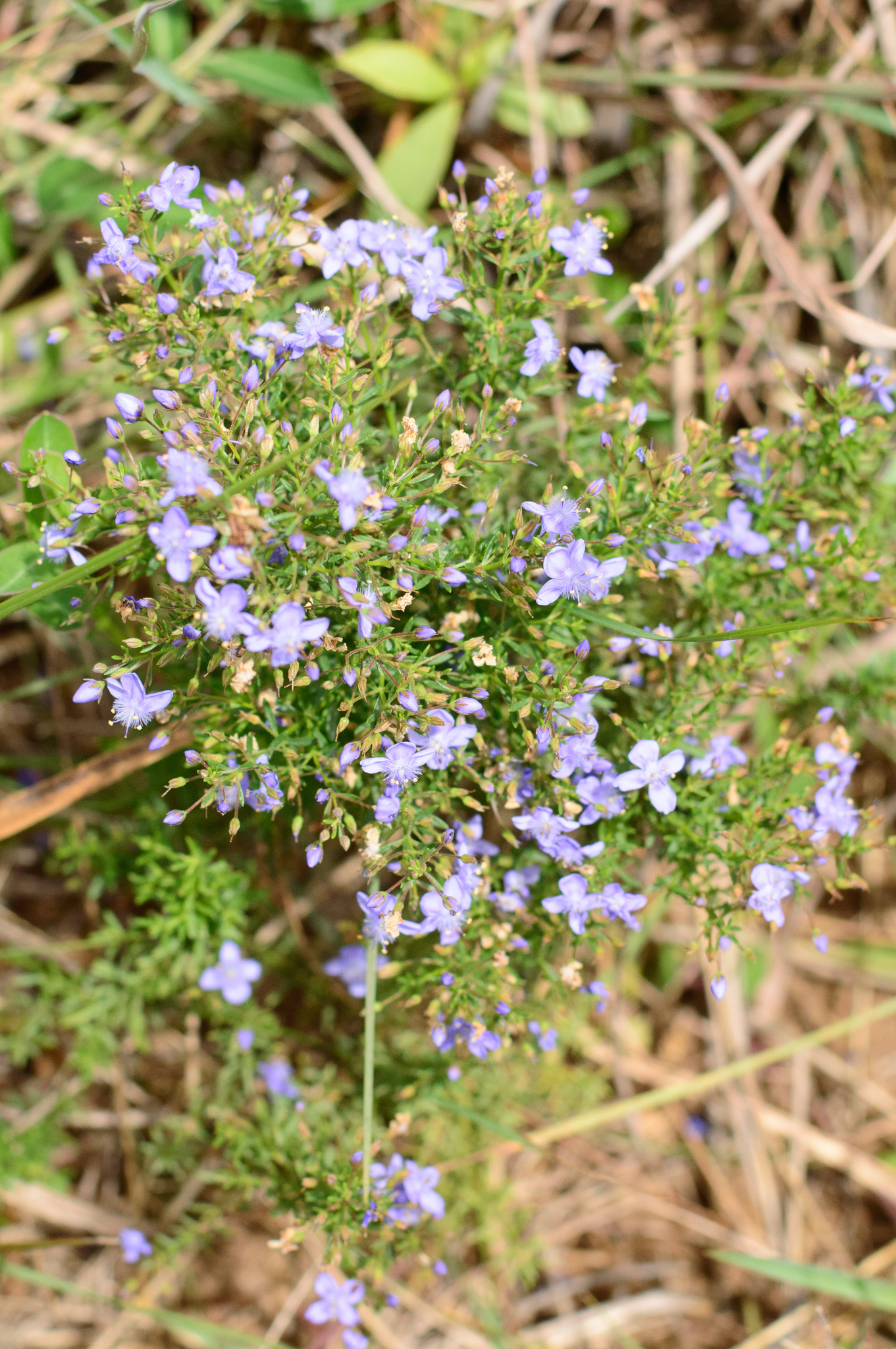 Scoparia ericacea