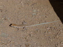 Acanthodactylus boskianus asper