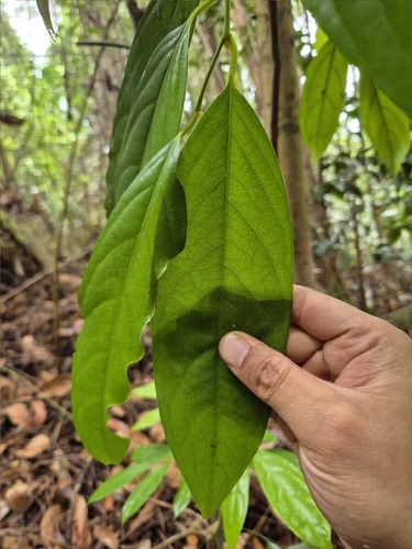 Xanthophyllum vitellinum observed 2025-10-27