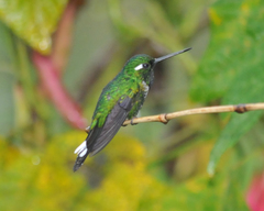 Schistes albogularis