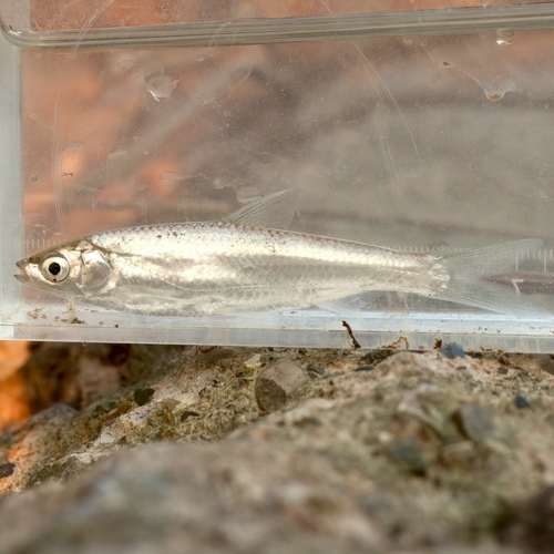Minnow (Hemiculter bleekeri) — Cyprinidae — 3