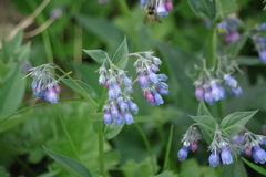 Mertensia paniculata paniculata