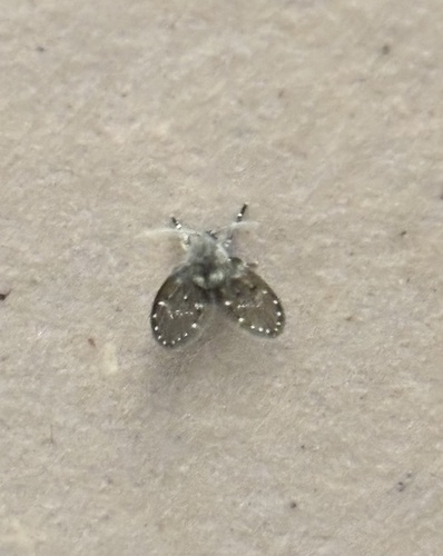 Unknown species found near University of Victoria, Oak Bay, BC, CA