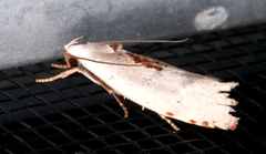 Tymbophora peltastis
