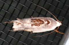 Tymbophora peltastis