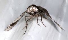 Hypobapta diffundens