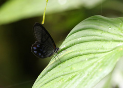 Pseudohaetera mimica