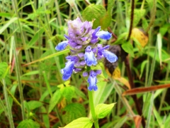 Salvia mocinoi