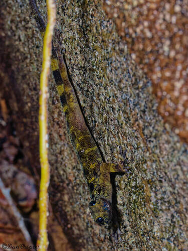 Borneo Black Gecko, Cnemaspis nigridia