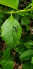 Condylostylus