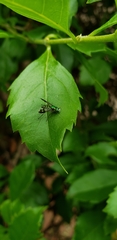 Condylostylus