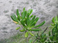 Pittosporum tobira