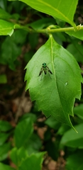 Condylostylus
