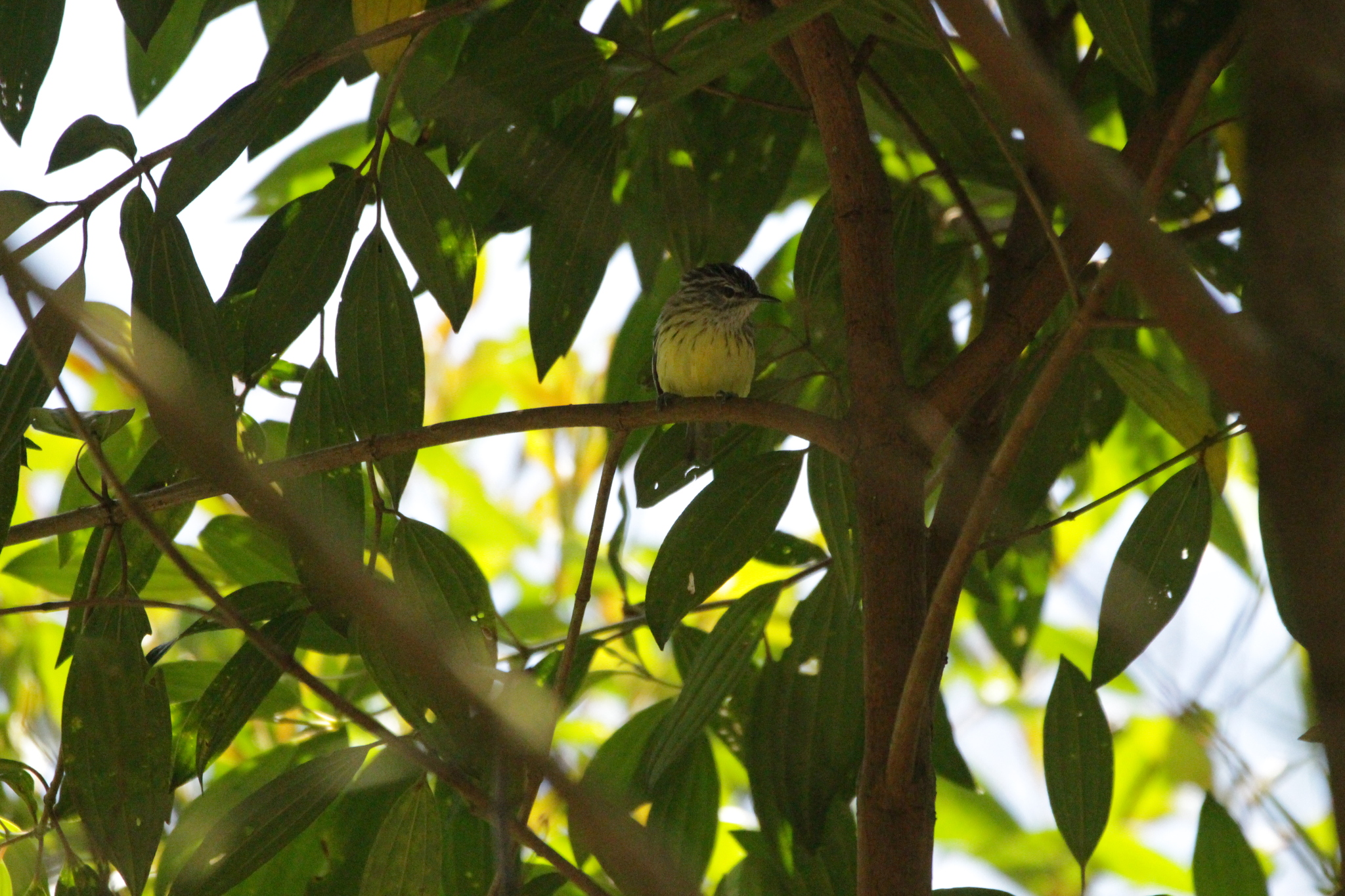 Streak-capped Antwren (Terenura maculata), photo 10
