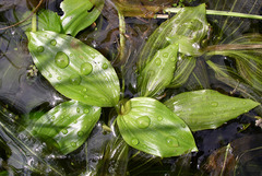 Potamogeton sarmaticus