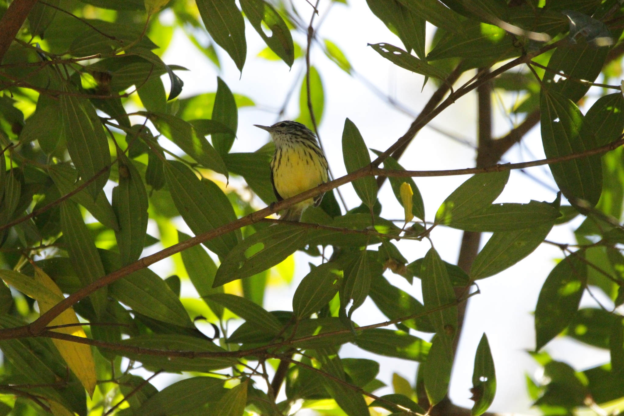 Streak-capped Antwren (Terenura maculata), photo 9