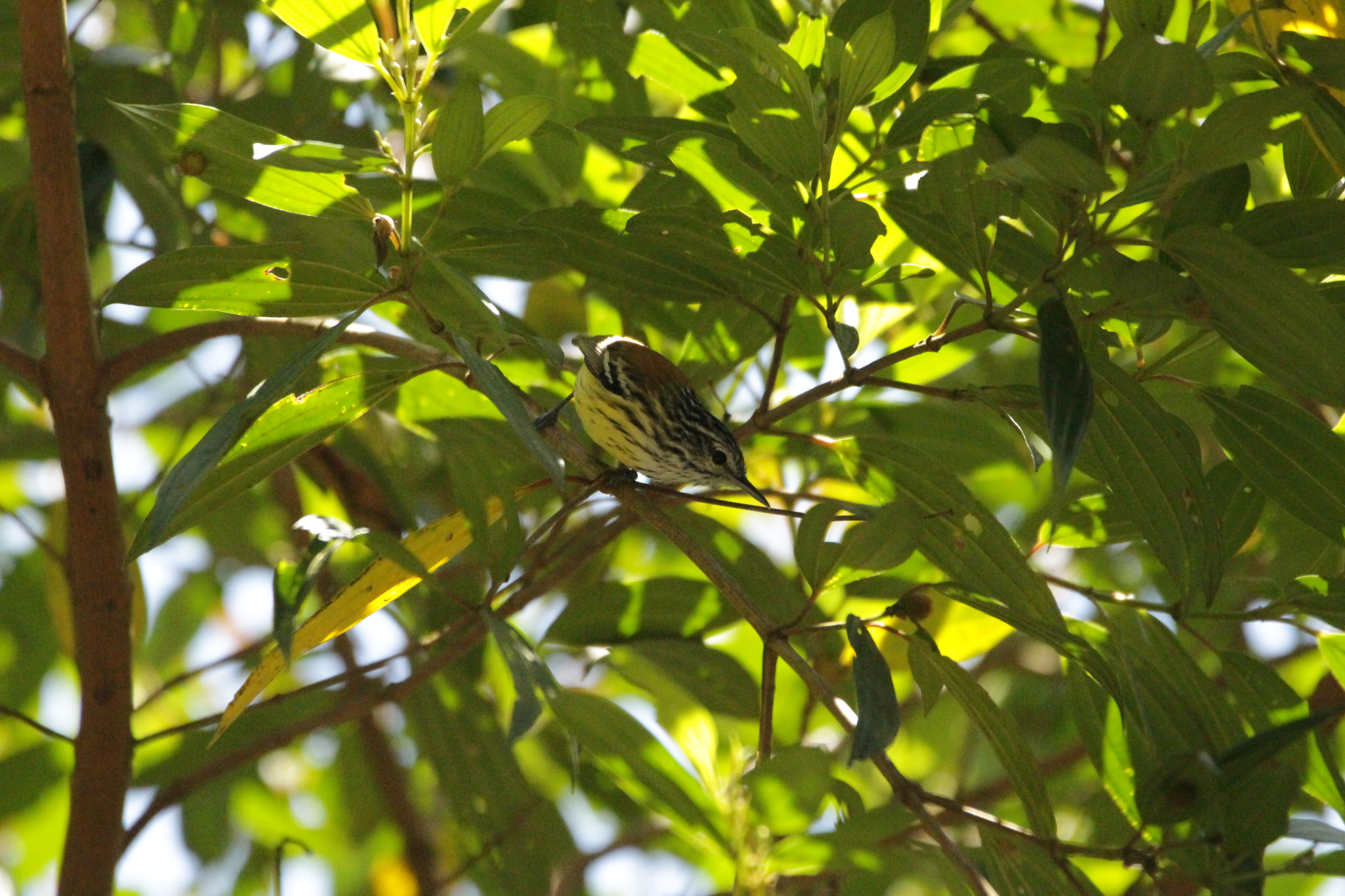 Streak-capped Antwren (Terenura maculata), photo 8
