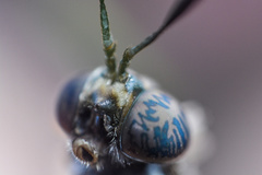 Hermetia sexmaculata