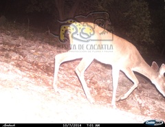 Odocoileus virginianus sinaloae