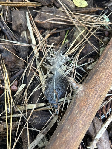 View observation of {o.common_name} on iNaturalist