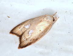 Parocystola
