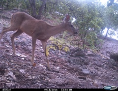 Odocoileus virginianus sinaloae
