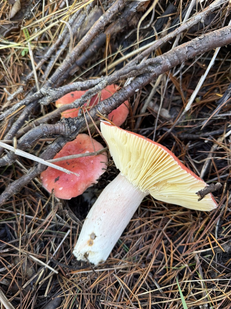 Russula rhodocephala · October 2025 · photo: © thehyphaemovement (iNaturalist, cc-by-nc)