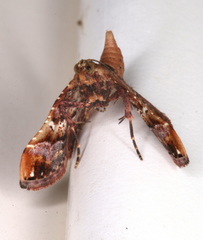 Scenedra decoratalis