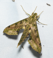 Xylophanes undata