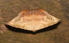 Oxydia platypterata