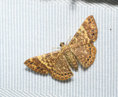 Aplogompha