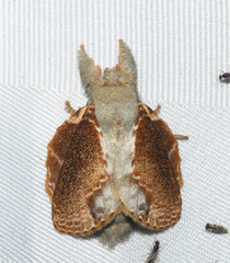 Euglyphis lankesteri