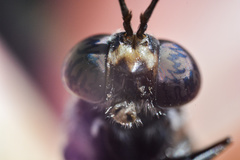 Hermetia sexmaculata