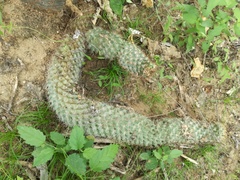 Mammillaria phitauiana