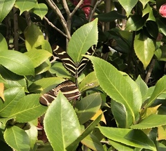 Heliconius charithonia image