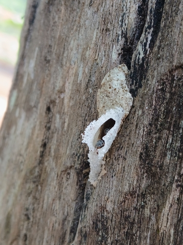 Schrottky's Stingless Bee