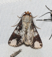 Condica mimica