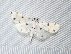 Pycnarmon