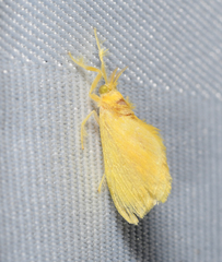 Dalceridae