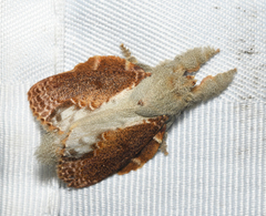 Euglyphis lankesteri