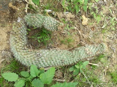 Mammillaria phitauiana