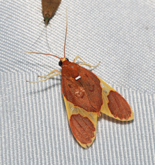 Trichromia lophosticta