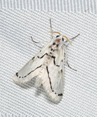 Linosta