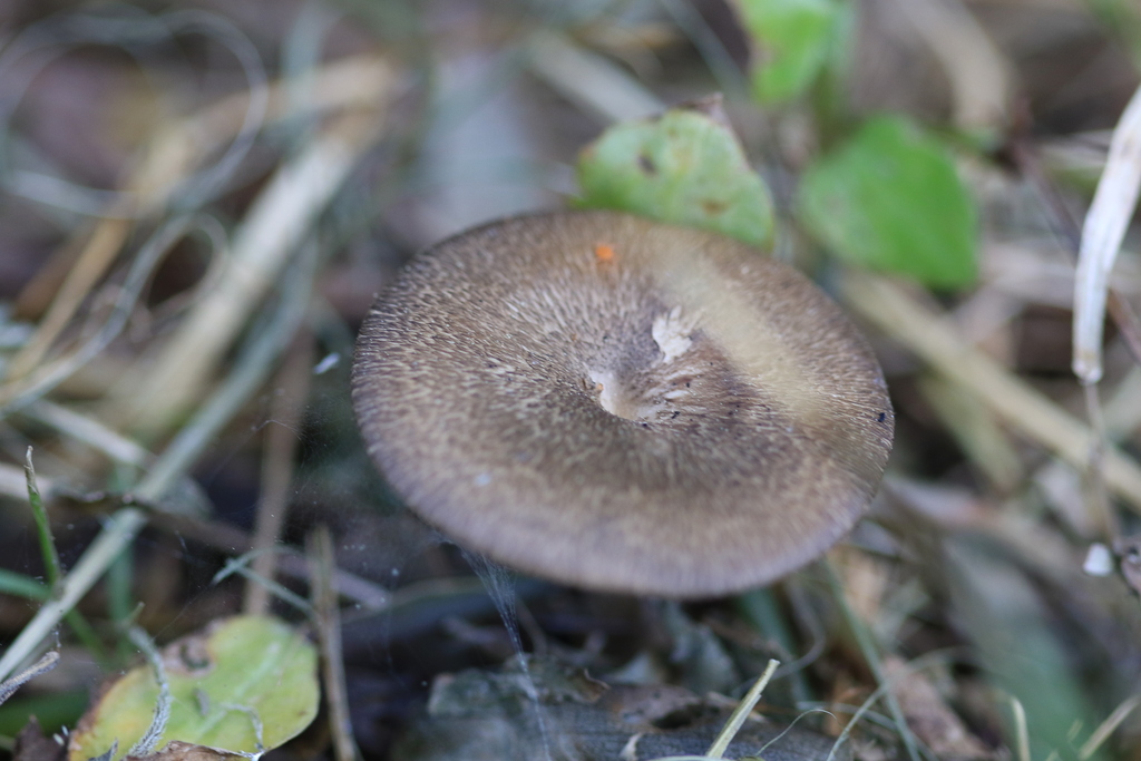 Lentinus arcularius · October 2025 · photo: © sofiazed1 (iNaturalist, cc-by)