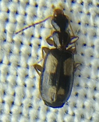 Dromiusina