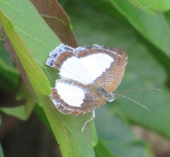 Synargis calyce