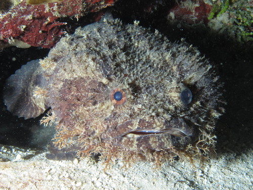 Bearded Toadfish (Sanopus barbatus) · iNaturalist