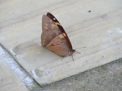 Morpho aega